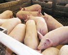 Chinezii vor sa cumpere 25 de milioane de oi si porci din Romania. Cat de pregatiti sunt fermierii