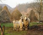 Gemenele care păstoresc 1.000 de oi pe bani europeni  