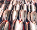 Anul acesta vor începe lucrările la Bursa de peşte de la Tulcea