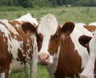 România va exporta vaci și carne de vacă în China  